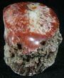 Pennsylvanian Aged Red Agatized Horn Coral - Utah #26373-1